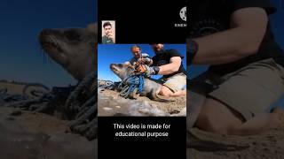 Seal Rescue Salute to OceanConservationNamibia 🙏 shorts [upl. by Abba721]