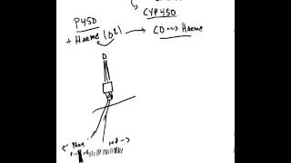 What are Cytochrome P 450 Enzymes [upl. by Lamberto]