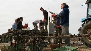 Apprentissage  lostréiculture une filière qui attire [upl. by Adnulahs]