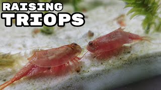 Raising Triops Cancriformis  How to Hatch Triops [upl. by Edniya]