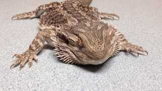 quotHypocalcemic seizures in a beardie with MBDquot [upl. by Llezom]