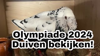 Olympiade 2024  Duiven bekijken  en de jonge duiven  Postduiven [upl. by Ahsienauq223]