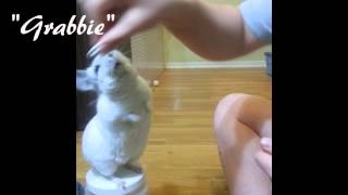 Chinchilla tricks 3 [upl. by Ayanet]