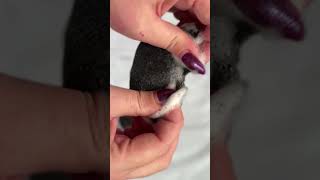 ASMR dry vs soapy sanding sponges rip rippingsponges satisfying dryspongeripping asmr [upl. by Teodoro758]