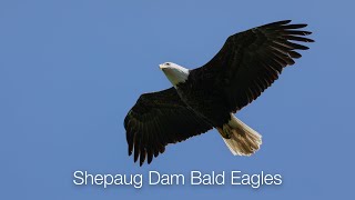 Welcome to the Shepaug Dam Bald Eagle View in Southbury Connecticut [upl. by Annasiul510]