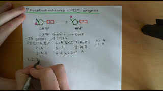 Cyclic AMP Signalling Part 4 [upl. by Odarbil233]