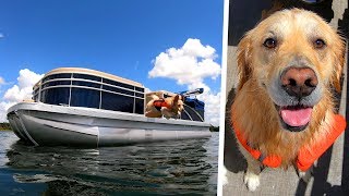 CUSTOM BOAT UPGRADE FOR DOGS  Super Cooper Sunday 205 [upl. by Euqinay]