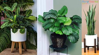 10 Plants that Grow Without Sunlight  Best Indoor Plants  Houseplants [upl. by Ardnasirhc778]