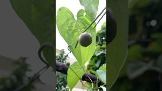 அவள் வந்துவிட்டாள் 💃First sir potato in my garden💚🍀🌿Naturehealthyliving airpotatoshorts [upl. by Ilrahc]