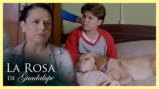 La abuela de Nico no soporta a su perro Pretzel  La rosa de Guadalupe 14  El elefante azul [upl. by Ozne929]