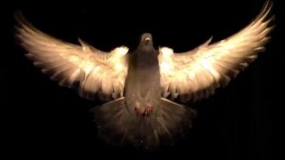 Pigeons artfully dodge obstacles  Science News [upl. by Ferree]