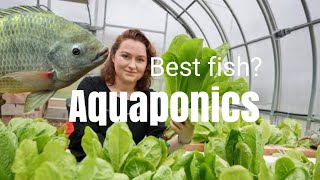 Which Tilapia is best for Aquaponics [upl. by Mode]