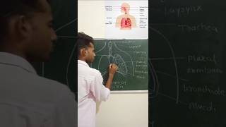 quotRespiratory System Diagram Explained A Visual Guide to Breathingquot [upl. by Saba]