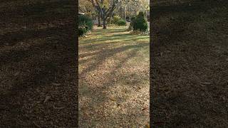 Mulching leaves instead of rakingheres why [upl. by Zebaj]