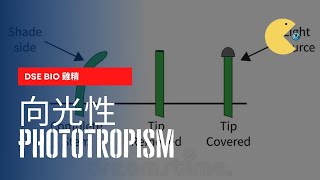 DSE Bio雞精 向光性  Phototropism [upl. by Astrahan]