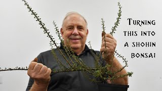 This Long Gangly Cotoneaster Becomes the Ideal Shohin Bonsai [upl. by Dami]