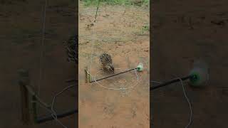 Quail Trapping Videos youtubeshorts shorts [upl. by Nomal]