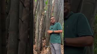 পৃথিবীর সবচেয়ে বড় ঘাস।🎄🥬🌳 [upl. by Newnorb]