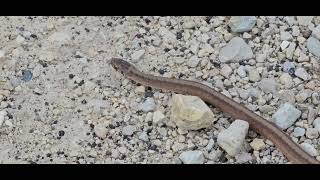 DeKays Brownsnake Storeria dekayi [upl. by Suivatal566]