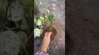 How to grow Texas sage plant from cutting youtubeshorts shorts trending [upl. by Ademla]