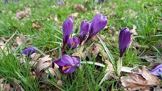 Spring Crocus A Visual Celebration of Its Vibrant Blooms and Early Arrival of Spring [upl. by Reagan500]