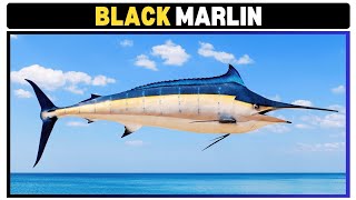 The Speed Demon of the Sea Black Marlin in Action [upl. by Ferren]