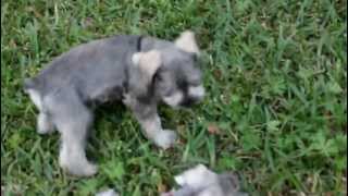 Mini Schnauzer Puppies Playing in Backyard [upl. by Pedaiah]