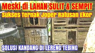 LAHAN SULIT DAN SEMPIT SUKSES TERNAK RATUSAN EKOR JOPER [upl. by Nived481]