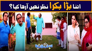 Itna Bara Bakra Nazar Nahi Aaraha Kya 😲🤭 Mehmood Sahab  Bulbulay [upl. by Ettenuahs581]