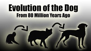 TIMELAPSE Evolution Of The Dog EVERY YEAR  80 Million Years In a Video HD [upl. by Wedurn560]