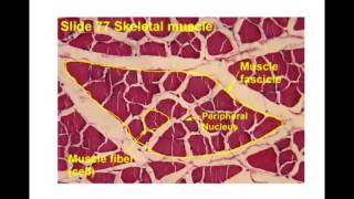 muscle histology [upl. by Allister]