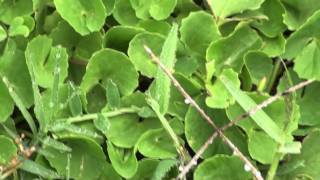 MEDICINAL PLANTS  1 Centella asiatica L Urban APIACEAE By Dr Magadi R Gurudeva [upl. by Ardell421]