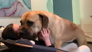 Big Boerboel trying to Trick her Owner into a Play fight boerboel viral cutedog [upl. by Avril]