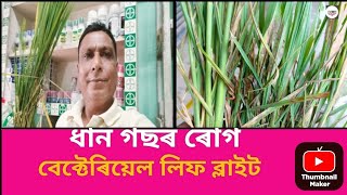 এই বিধ ধান গছৰ মাৰাত্মক ৰোগ।যাৰ নাম বেক্টেৰিয়েল লিফ ব্লাইট। [upl. by Surtemed]