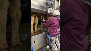 🐄 Washing Cows Udder  Feeding Calves Milk  Modern Farm [upl. by Ynnaej]