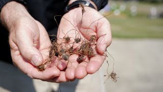 Get It Growing How to Combat Nutsedge [upl. by Uy]