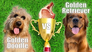 HIGH STAKES Scavenger Hunt… with my dogs Golden Doodle vs Golden Retriever [upl. by Ainotna]