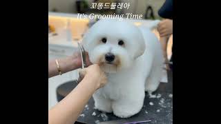 꼬똥드툴레아 얼굴컷 영상공개  Coton de Tuléar pet style ✂️ 꼬똥 미용 [upl. by Brie]