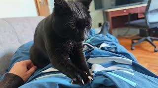 Feline Kneading Therapy  Cat’s Way of Giving Love [upl. by Laurentium]