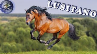 TOP Beautiful Lusitano Horse in the World [upl. by Bodkin]