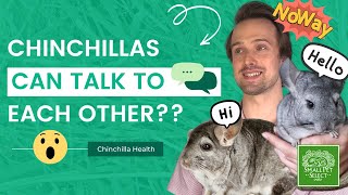 Top 8 Chinchilla Fun Facts Chinchilla Owners Need To Know [upl. by Servais721]