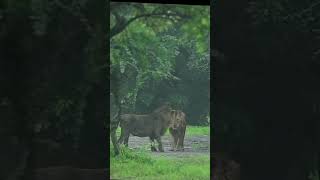 Sasan gir sasangirforest animals lion vekriyagir attitude [upl. by Phoebe]