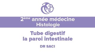 2ème année médecine Histologie Le tube digestif la paroi intestinale [upl. by Ditzel]