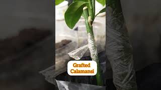 FIRST TRY TO GRAFT CALAMANSI [upl. by Hilario]