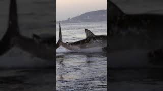 HUGE Great White Shark breach caught on camera shorts [upl. by Elleniad]