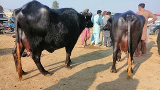 Nili ravi Buffalos Low price  fresh update  punjab pakistan [upl. by Attenborough]