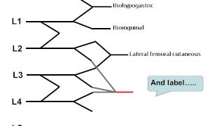 How to draw the lumbar plexus [upl. by Gothar]