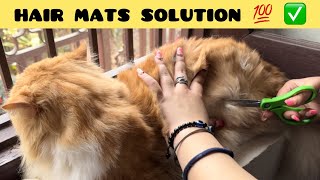 How To Remove Mats From Cat Hair  cause amp prevention of matted cat hair [upl. by Eniaral]