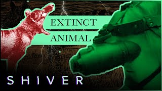 Shiver Chronicles The Resurgence of the Tasmanian Tiger [upl. by Egoreg]