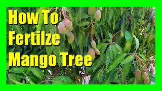 How to Fertilize a Mango Tree  Homemade Fertilizer for Mango Trees [upl. by Adnarim]